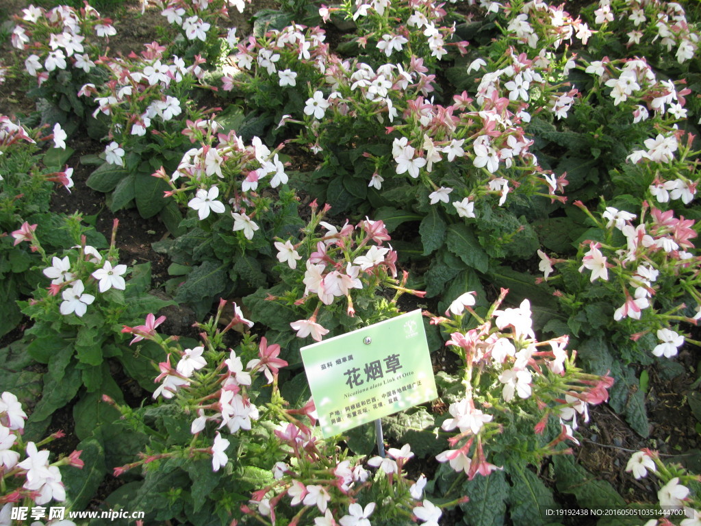 花烟草