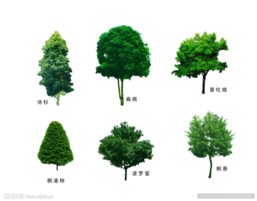 树形植物