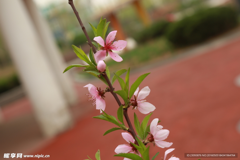 花
