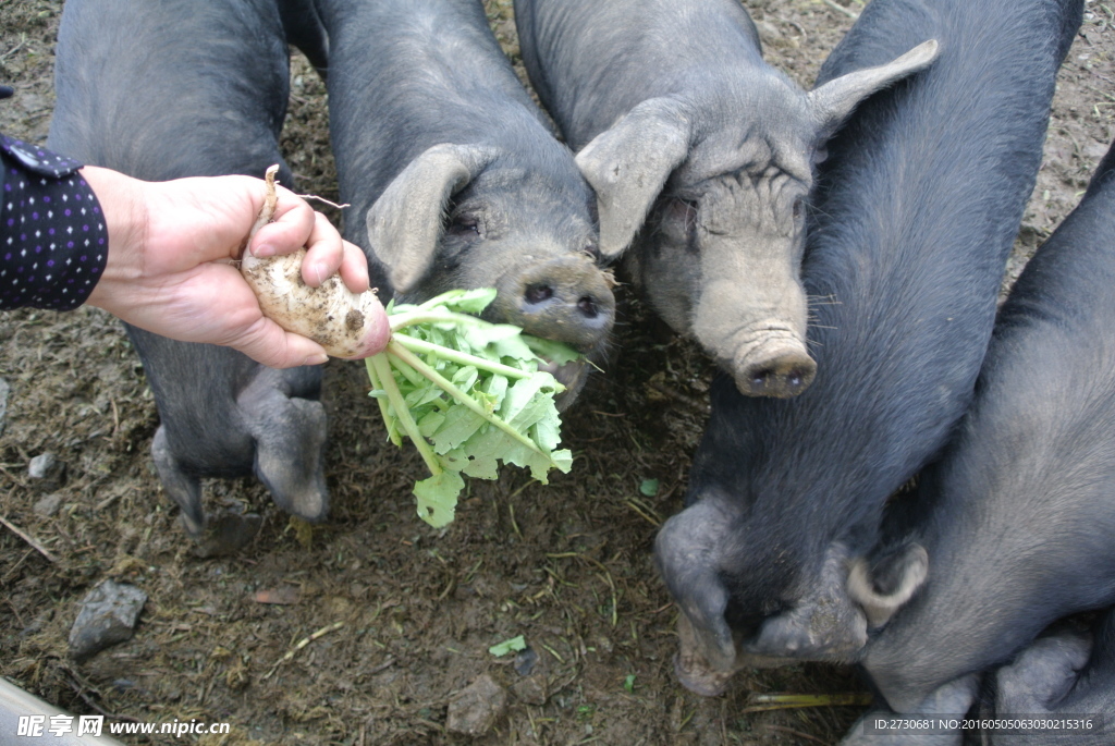 黑毛猪吃萝卜