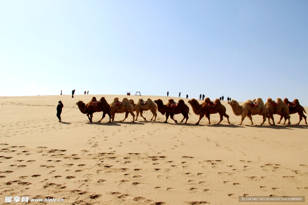 沙湖里的骆驼