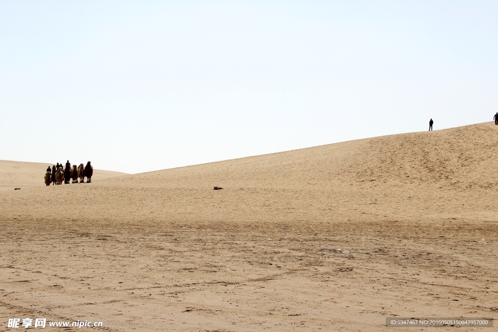 沙湖里的骆驼
