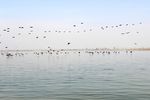 银川沙湖水鸟