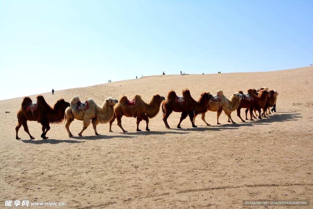 沙湖骆驼