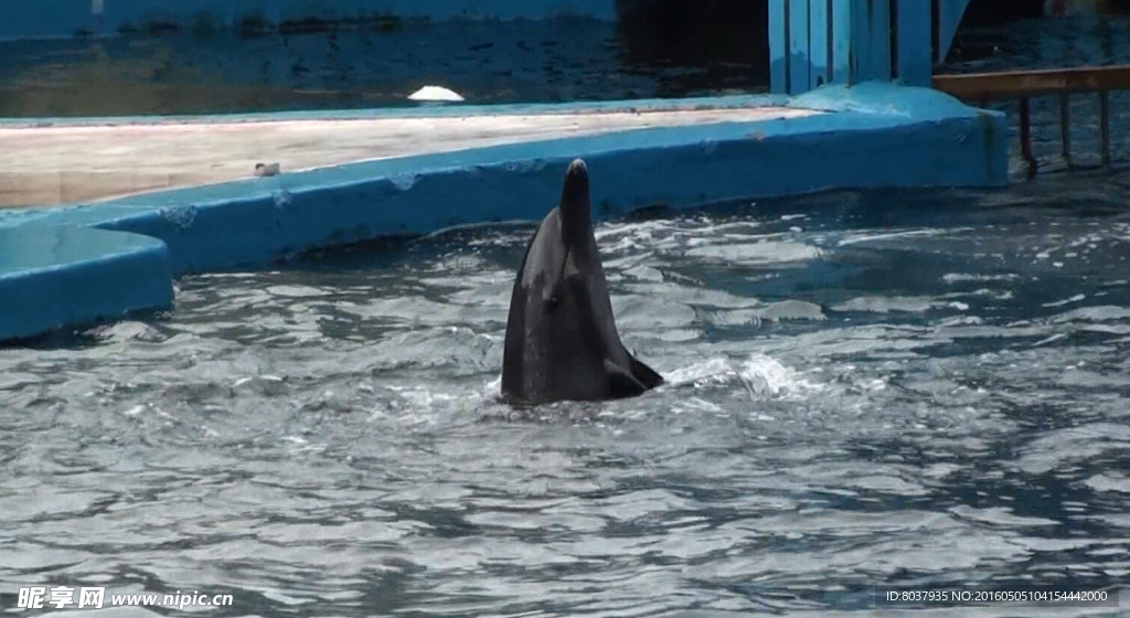 海豚在水中转圈圈