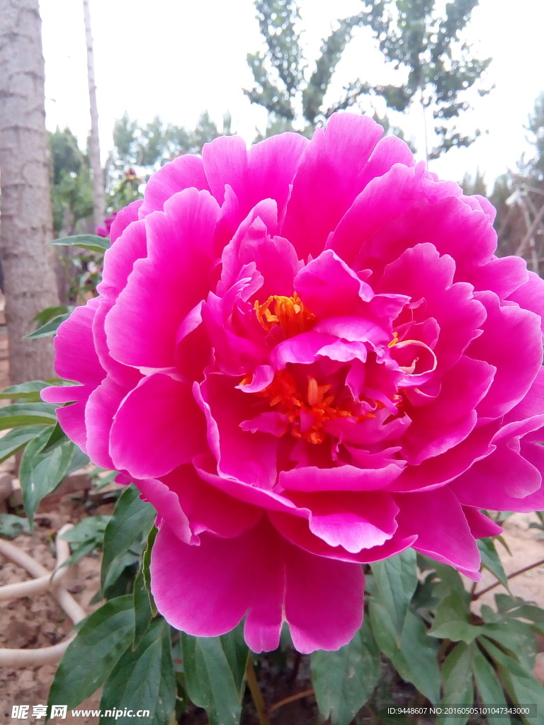 芍药花