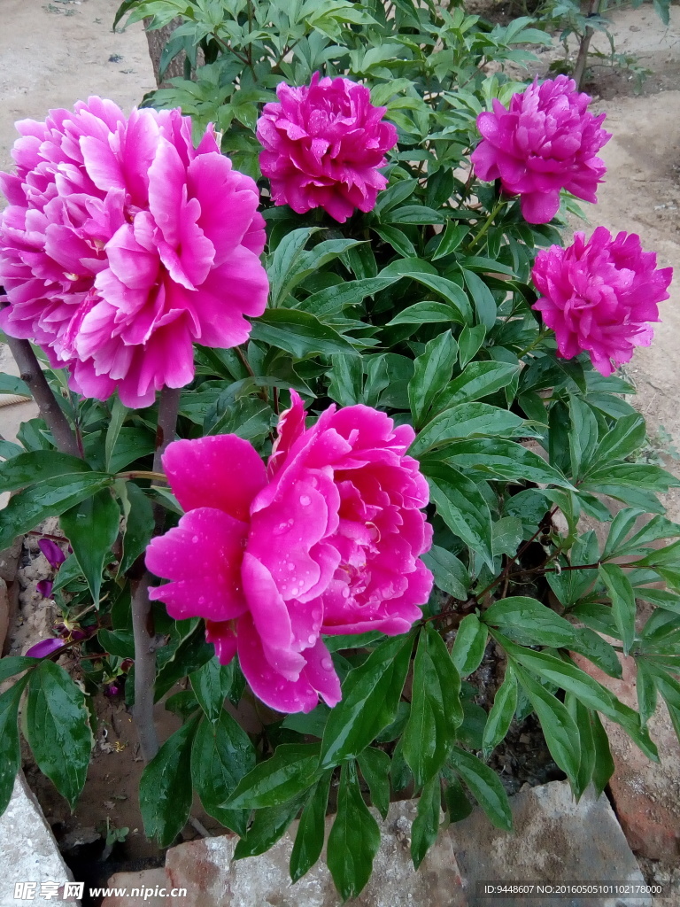 芍药花