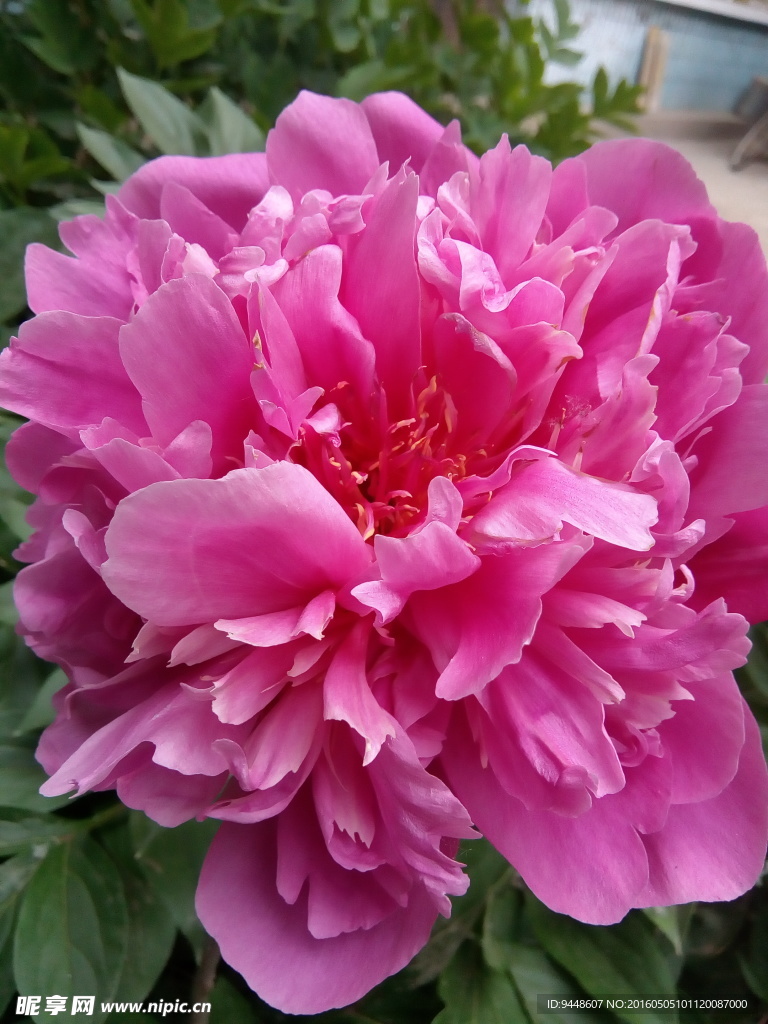 芍药花