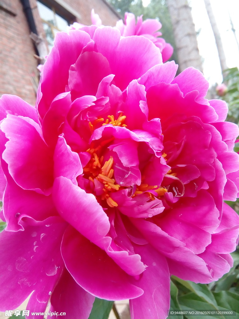 芍药花
