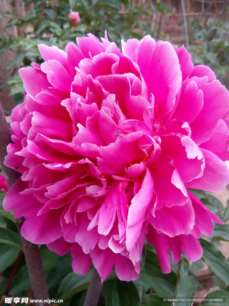 芍药花