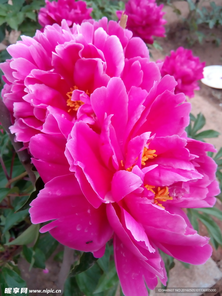 芍药花