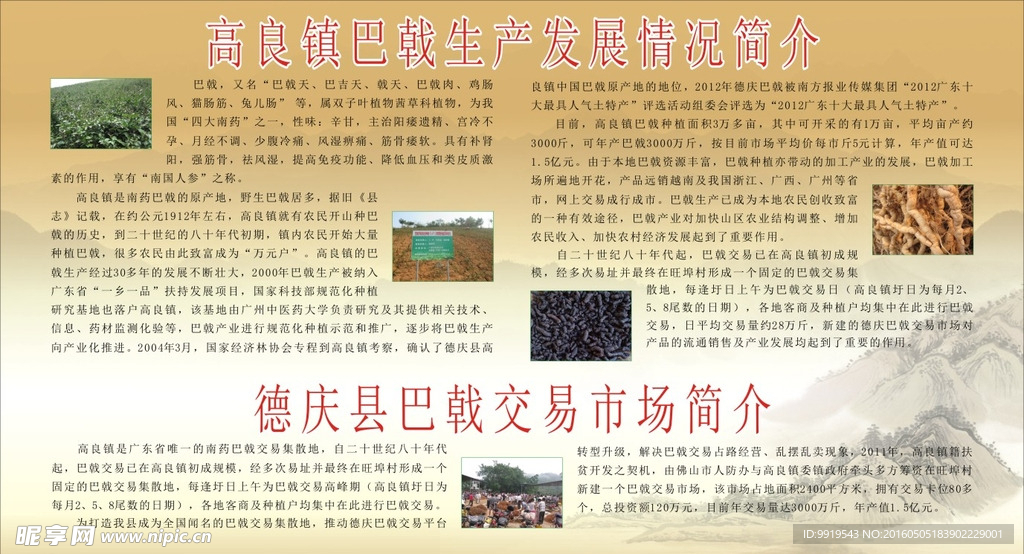 巴戟市场简介