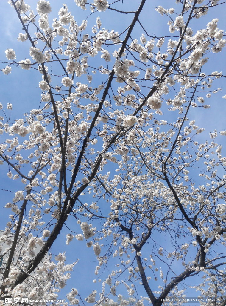 杏花
