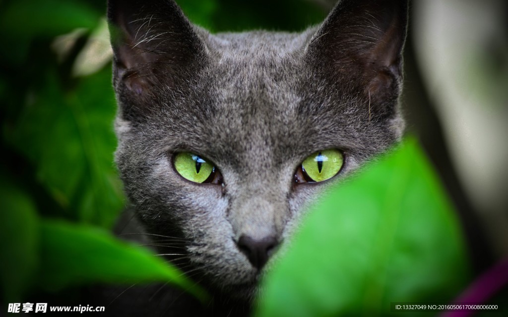 猫