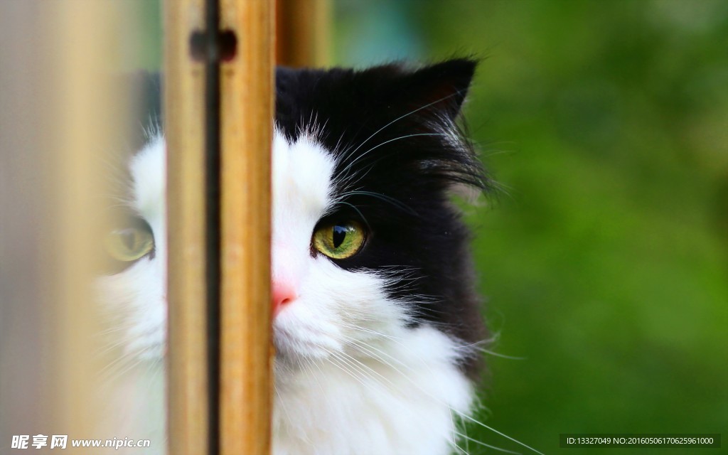 猫