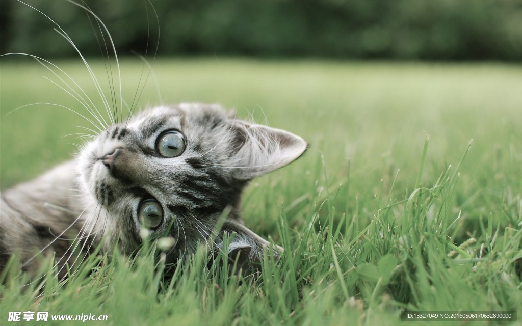 猫