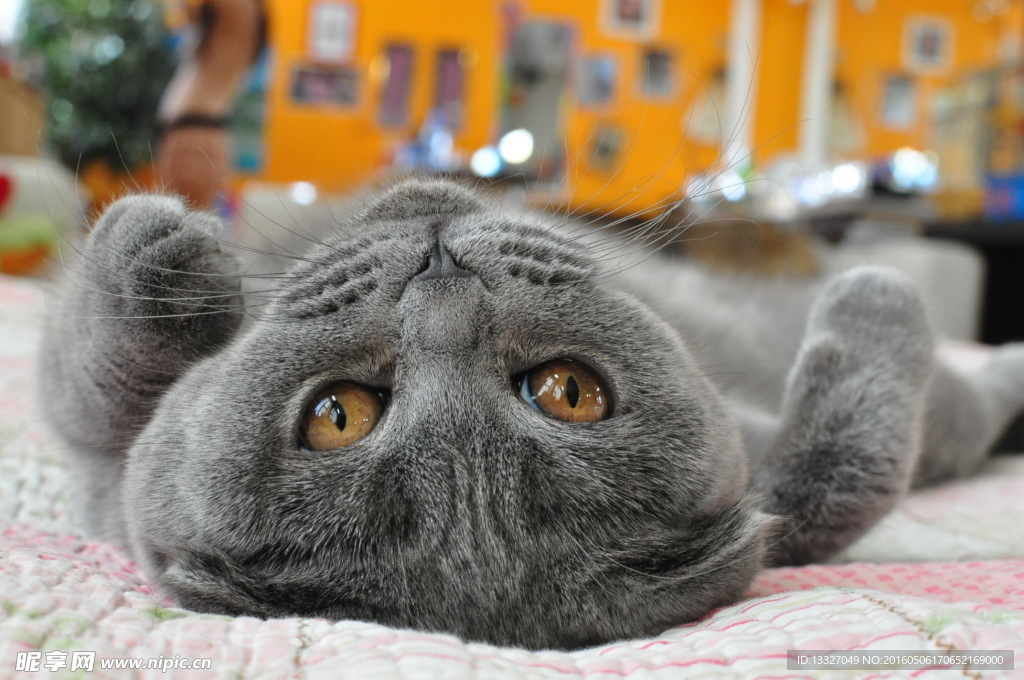 猫