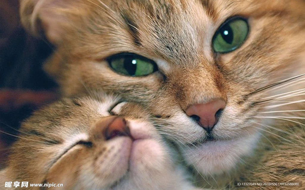 猫