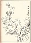 玉兰白描
