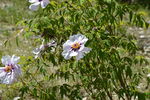 芍药