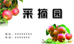采摘园名片