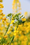 油菜花