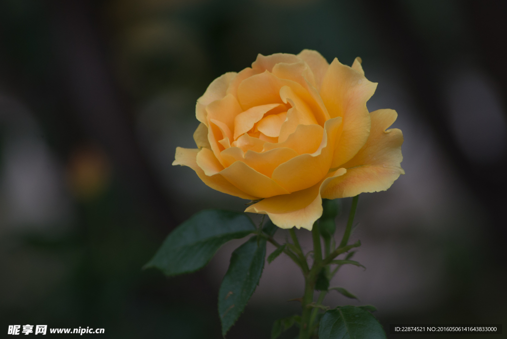 月季花