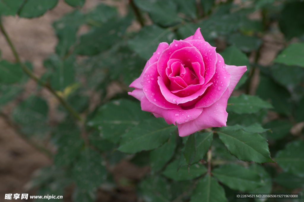 玫瑰花