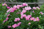 芍药花