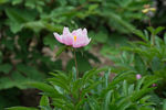 芍药花