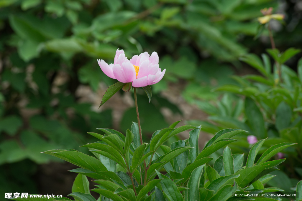 芍药花