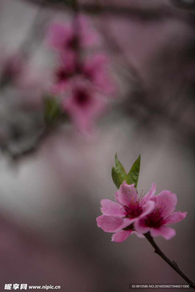桃花