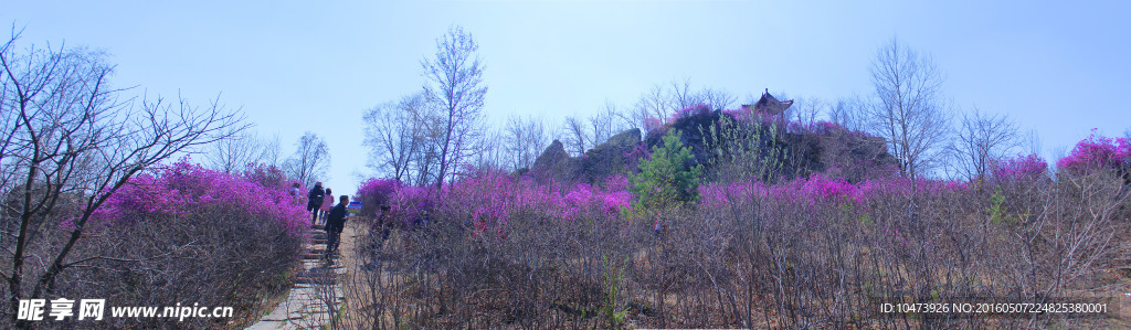 映山红风景图片