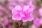 杜鹃花