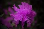杜鹃花