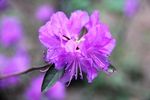杜鹃花