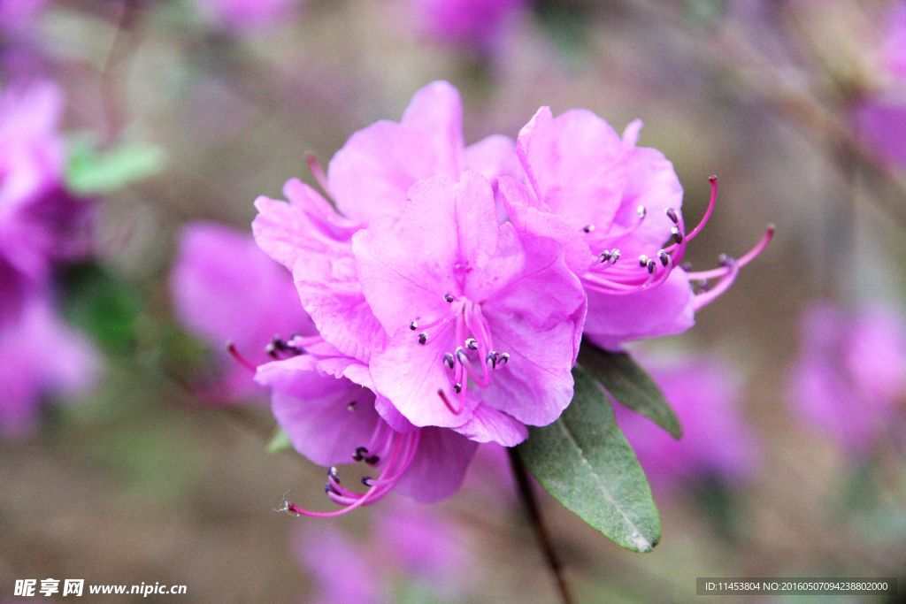 杜鹃花