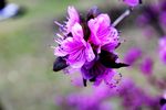 杜鹃花