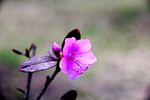 杜鹃花
