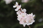 杏花