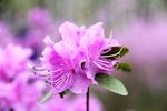 杜鹃花