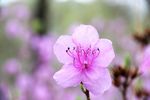 杜鹃花
