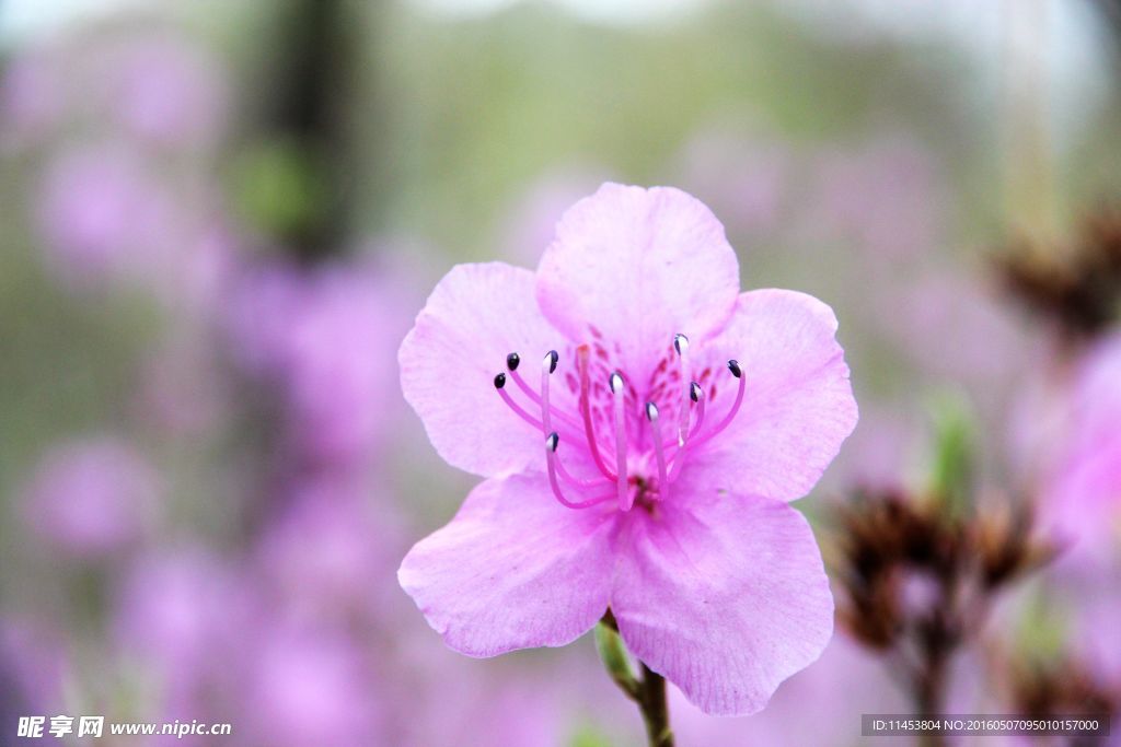 杜鹃花