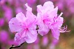 杜鹃花
