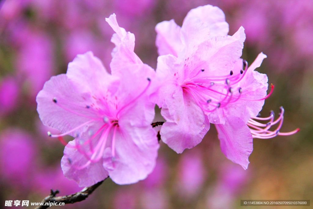 杜鹃花