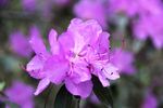 杜鹃花