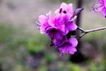 杜鹃花