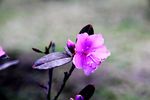 杜鹃花