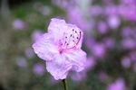 杜鹃花