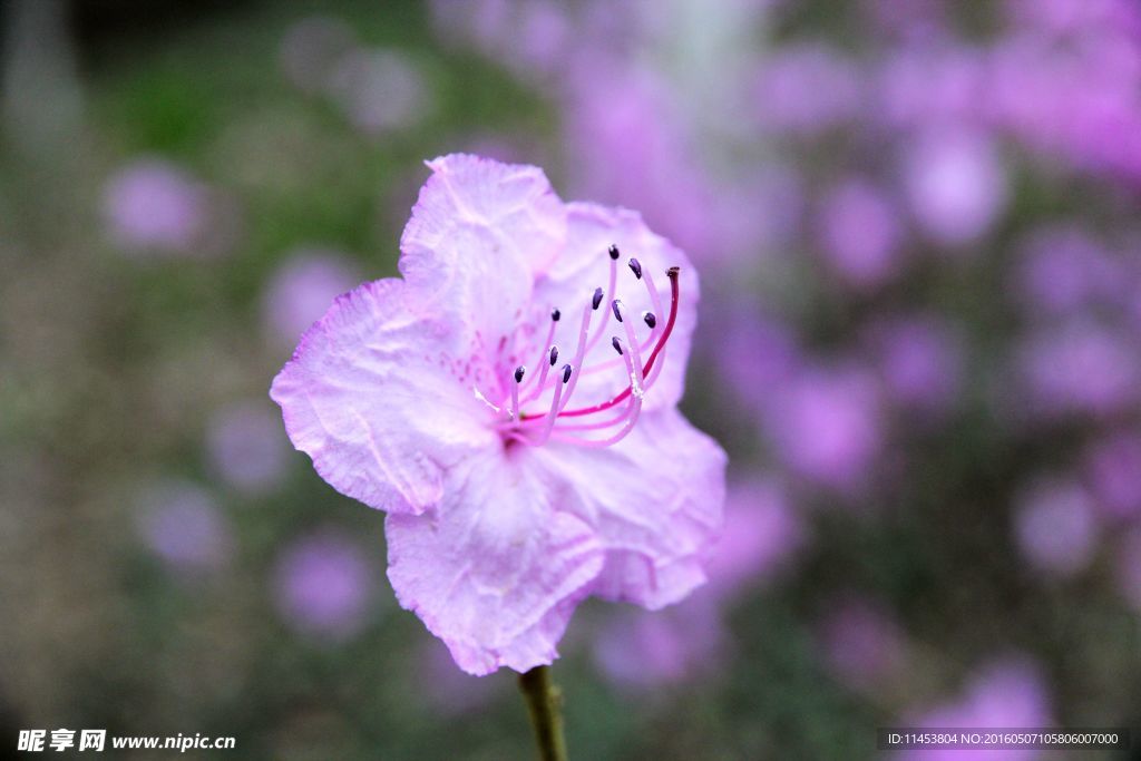 杜鹃花